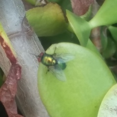 Lucilia sericata