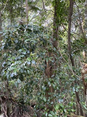 Pennantia cunninghamii