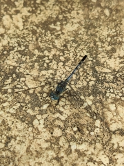 Diplacodes trivialis