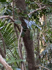 Pennantia cunninghamii