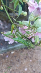 Stagmatoptera