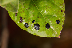 Diplocarpon rosae