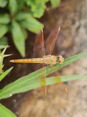 Brachythemis contaminata