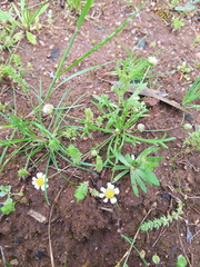 Brachyscome lineariloba