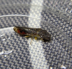 Homalodisca liturata