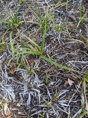 Carex concinnoides