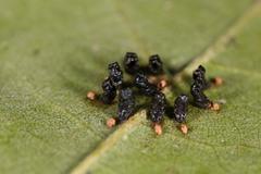 Eulophus
