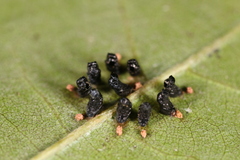 Eulophus