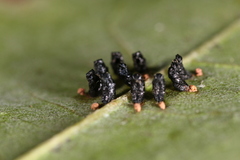 Eulophus