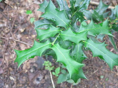 Ilex cornuta