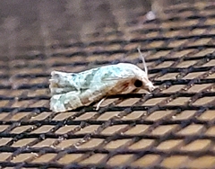 Platphalonidia