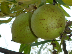 Juglans hindsii