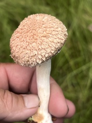 Boletellus ananas