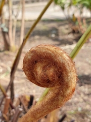 Lophosoria quadripinnata