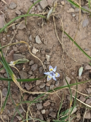 Moraea setifolia