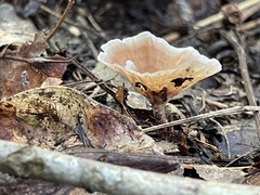 Podoscypha petalodes