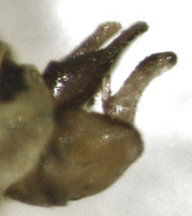 Blastopsylla occidentalis