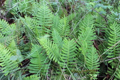 Pleopeltis polypodioides