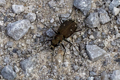 Cicindela duodecimguttata