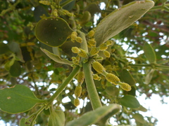 Phoradendron villosum