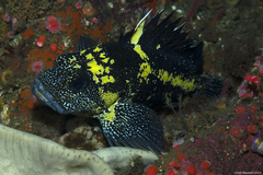 Sebastes nebulosus
