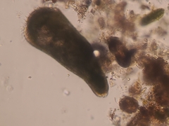 Stentor amethystinus