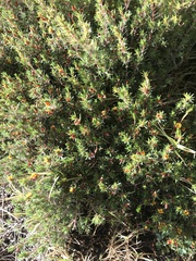 Pultenaea humilis