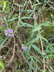 Glycine tabacina