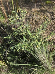 Pimelea serpyllifolia