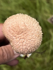 Boletellus ananas