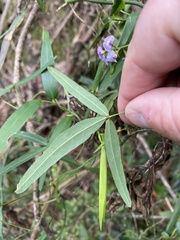 Glycine tabacina
