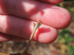 Odocoileus hemionus columbianus
