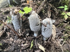 Coprinopsis