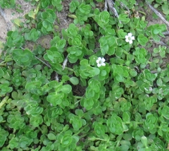 Bacopa monnieri