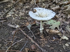 Amanita russuloides