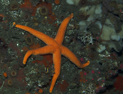Henricia leviuscula