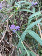 Glycine tabacina
