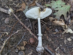 Amanita russuloides