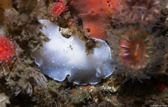 Aldisa albomarginata