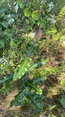 Asclepias amplexicaulis