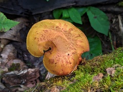 Pholiota subsulphurea