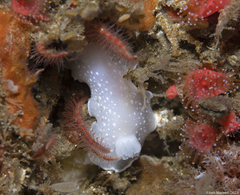 Aldisa albomarginata