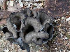 Craterellus fallax