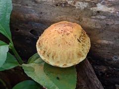 Pholiota subsulphurea