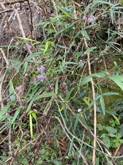 Glycine tabacina