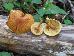Pholiota subsulphurea