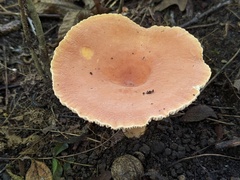 Lactifluus rugatus