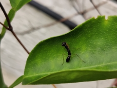 Odontomantis planiceps