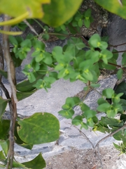 Euphorbia peplus