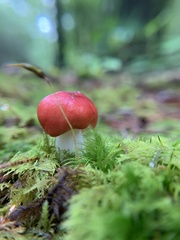 Russula emetica